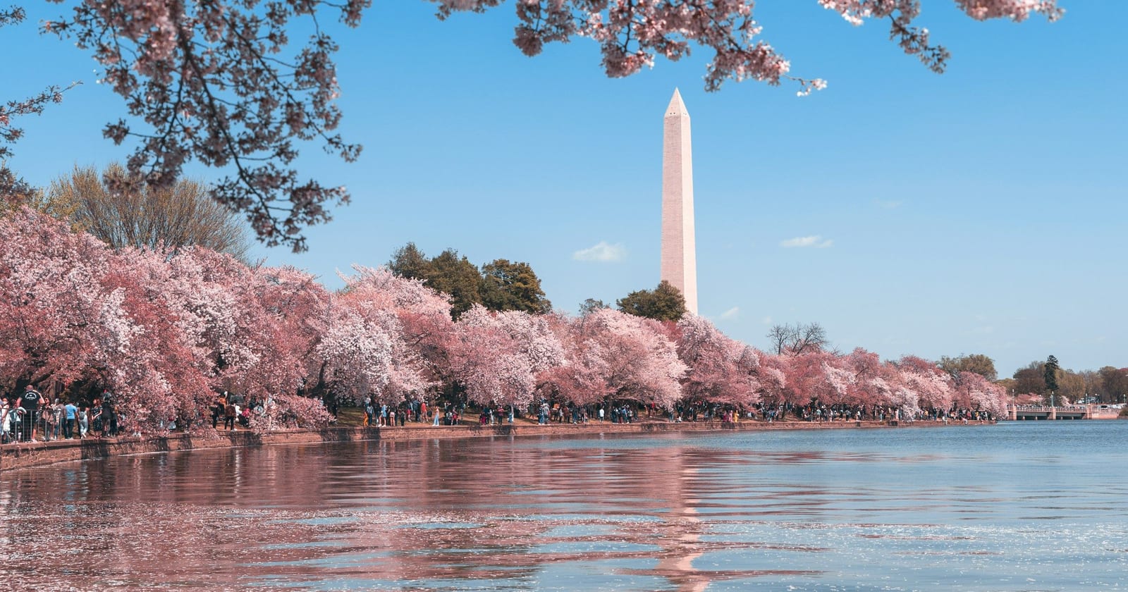 Washington Monument above cherry blossoms along the Tidal Basin, Washington, D.C.